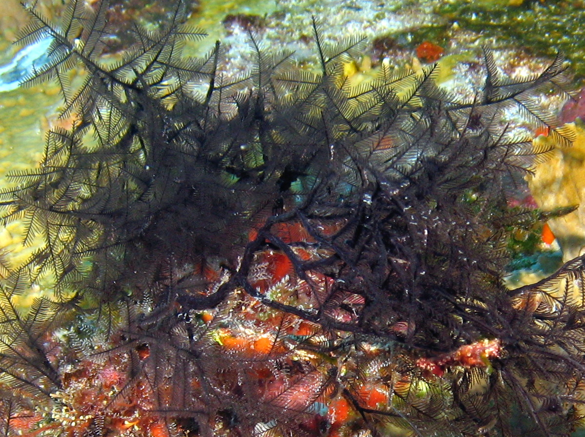 Stinging Bush Hydroid - Macrorhynchia robusta - Isla Mujeres, Mexico