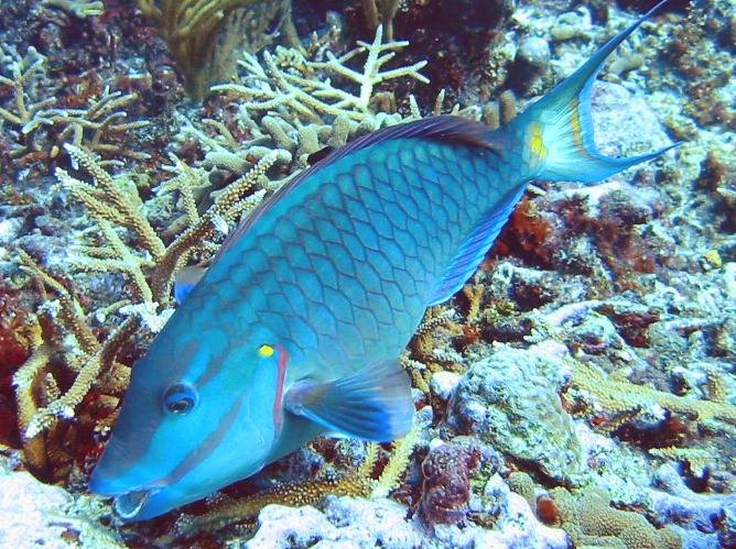Stoplight Parrotfish - Sparisoma viride