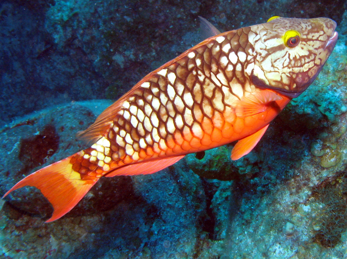 Stoplight Parrotfish - Sparisoma viride