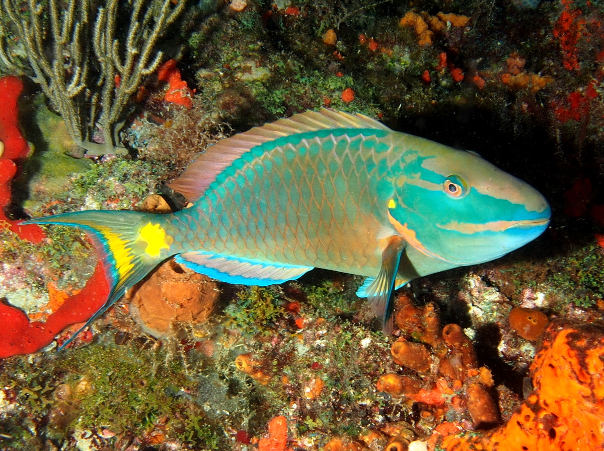 Stoplight Parrotfish - Sparisoma viride