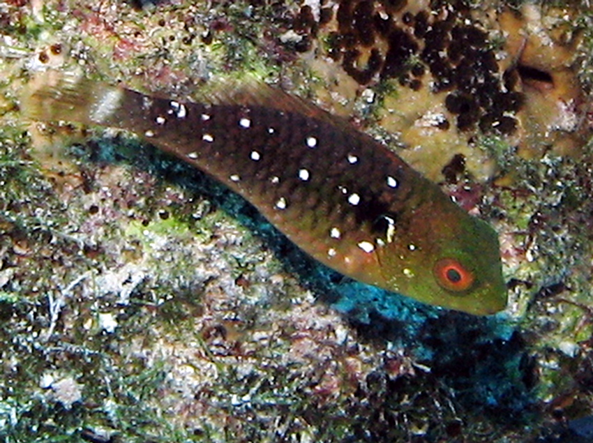 Stoplight Parrotfish - Sparisoma viride