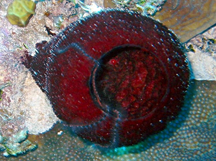 Strawberry Vase Sponge - Mycale laxissima