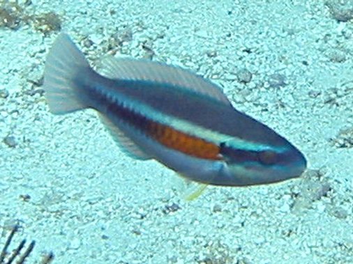 Striped Parrotfish - Scarus iserti
