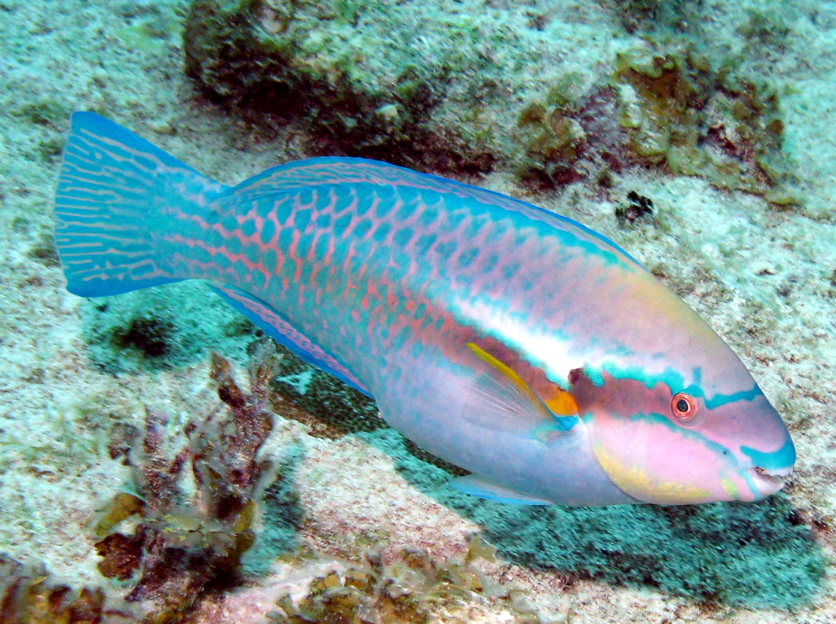 Striped Parrotfish - Scarus iserti
