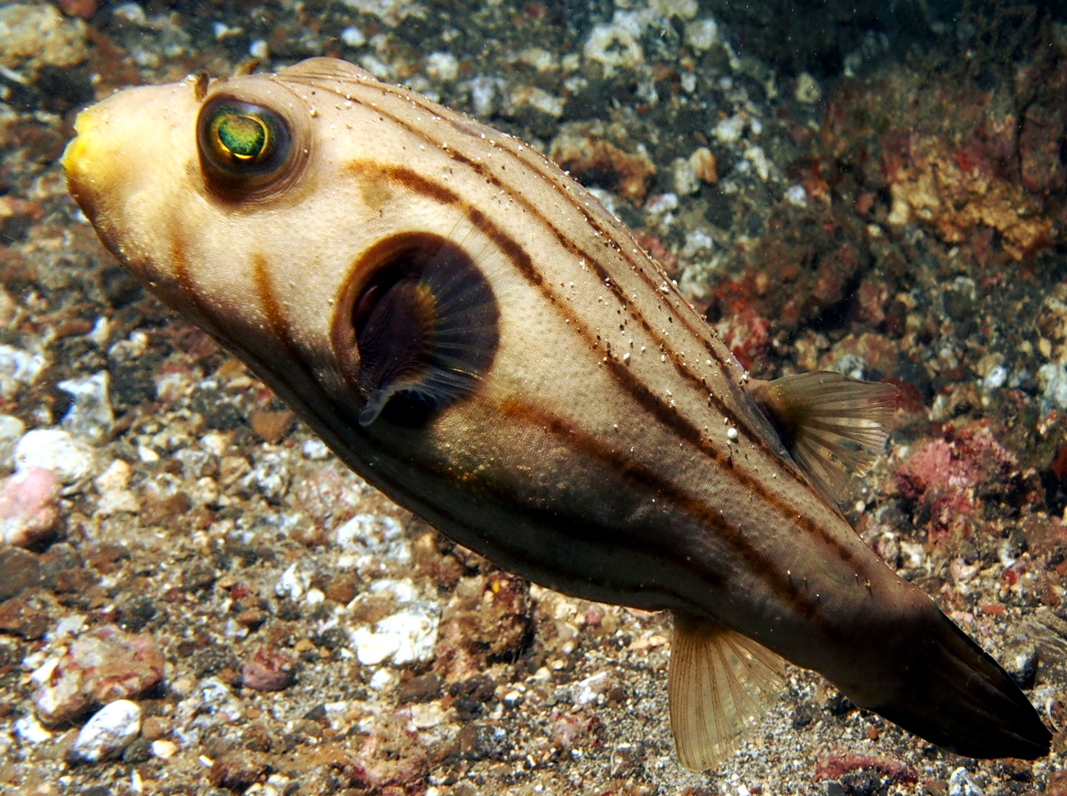 Striped Puffer - Arothron manilensis