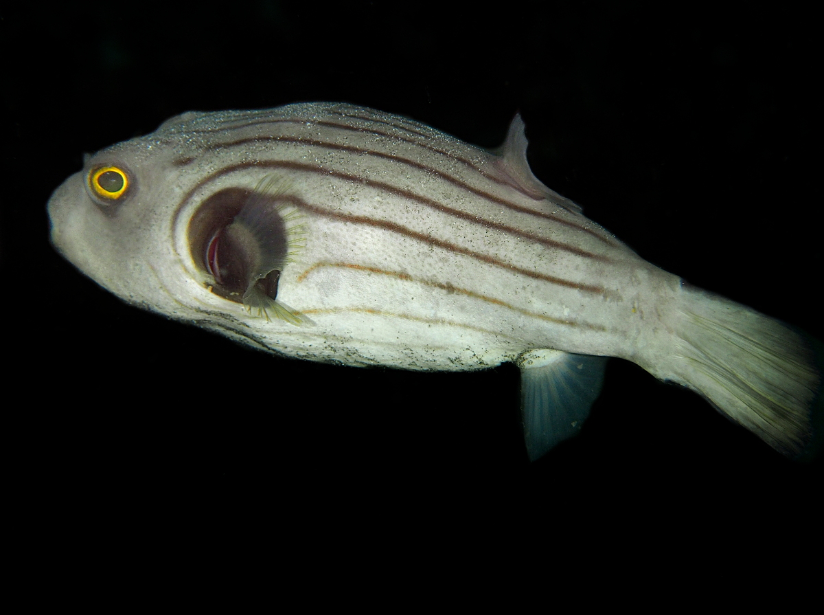 Striped Puffer - Arothron manilensis