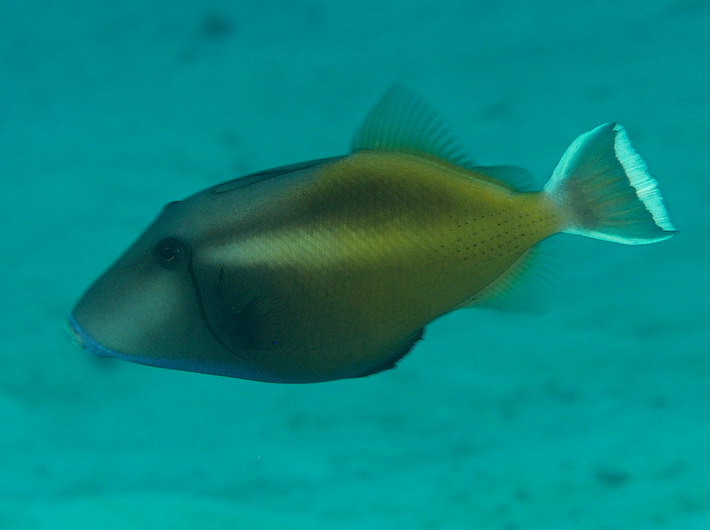 Flagtail Triggerfish - Sufflamen chrysopterum