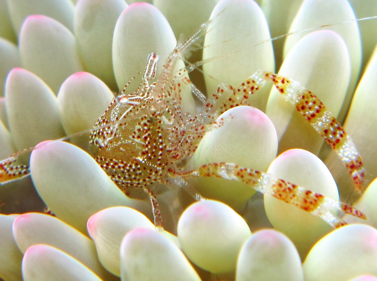 Sun Anemone Shrimp - Periclimenes rathbunae
