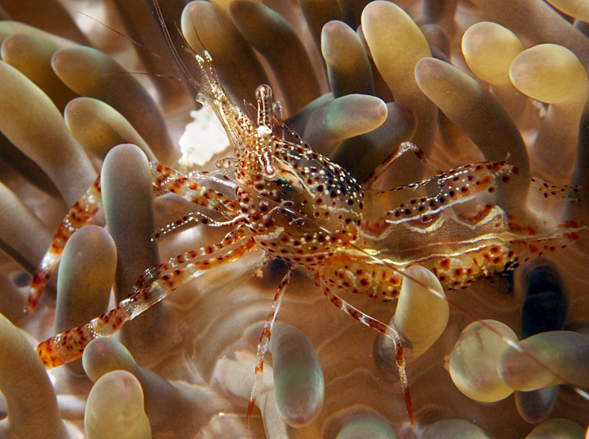 Sun Anemone Shrimp - Periclimenes rathbunae
