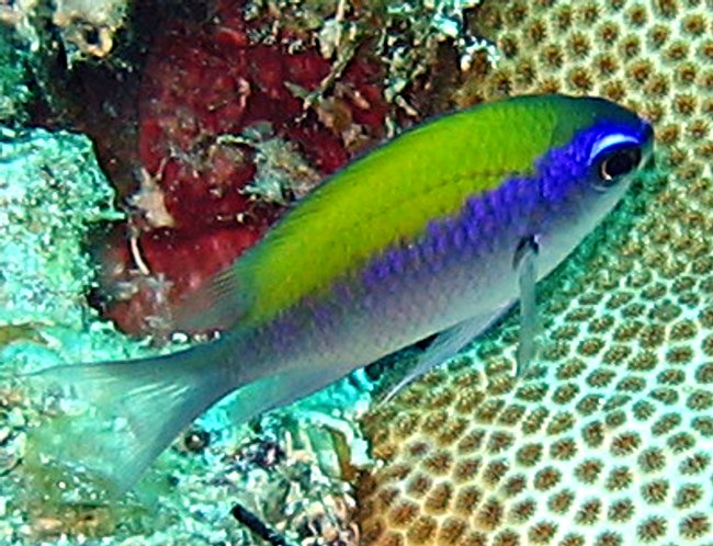 Sunshinefish - Chromis insolata