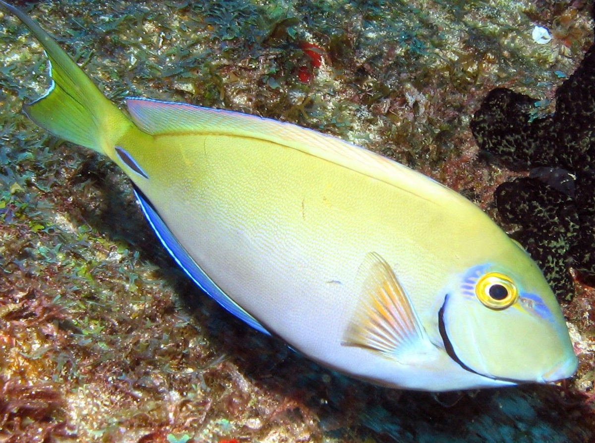 Ocean Surgeonfish - Acanthurus bahianus