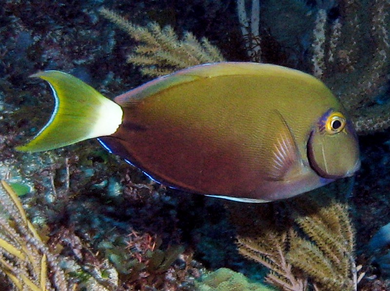 Ocean Surgeonfish - Acanthurus bahianus