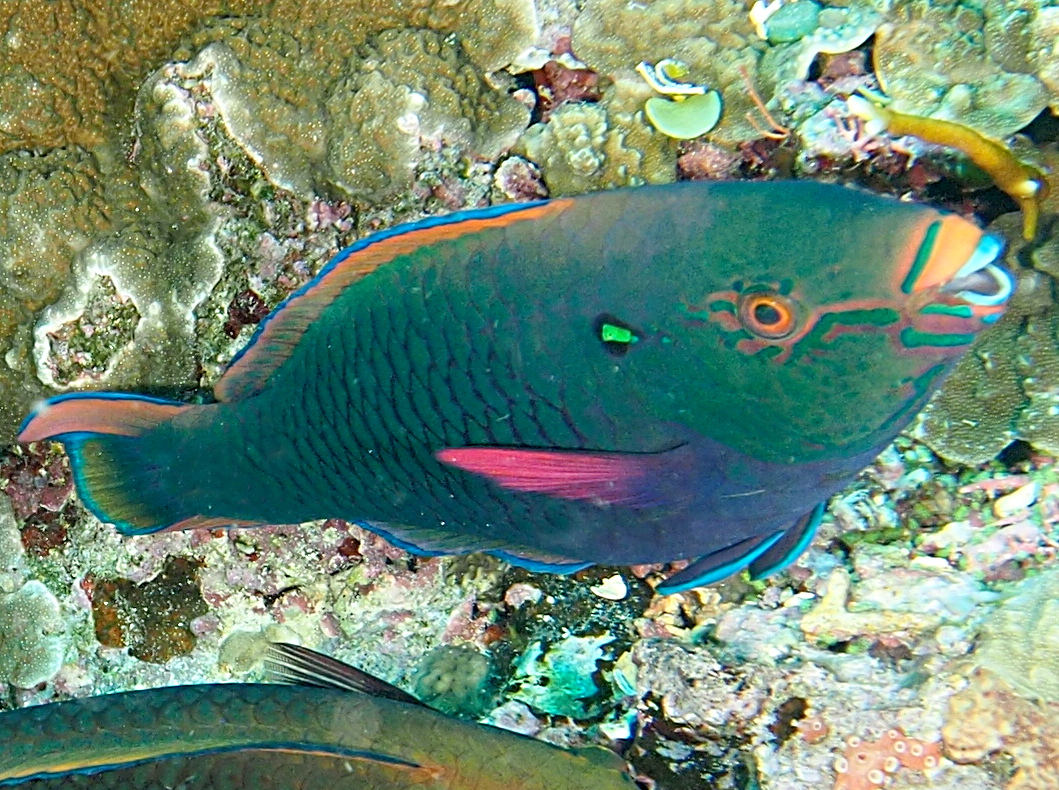 Swarthy Parrotfish - Scarus niger