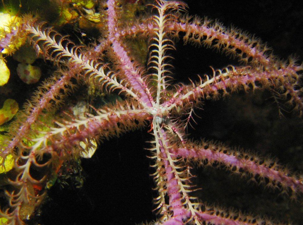 Swimming Crinoid - Analcidometra armata