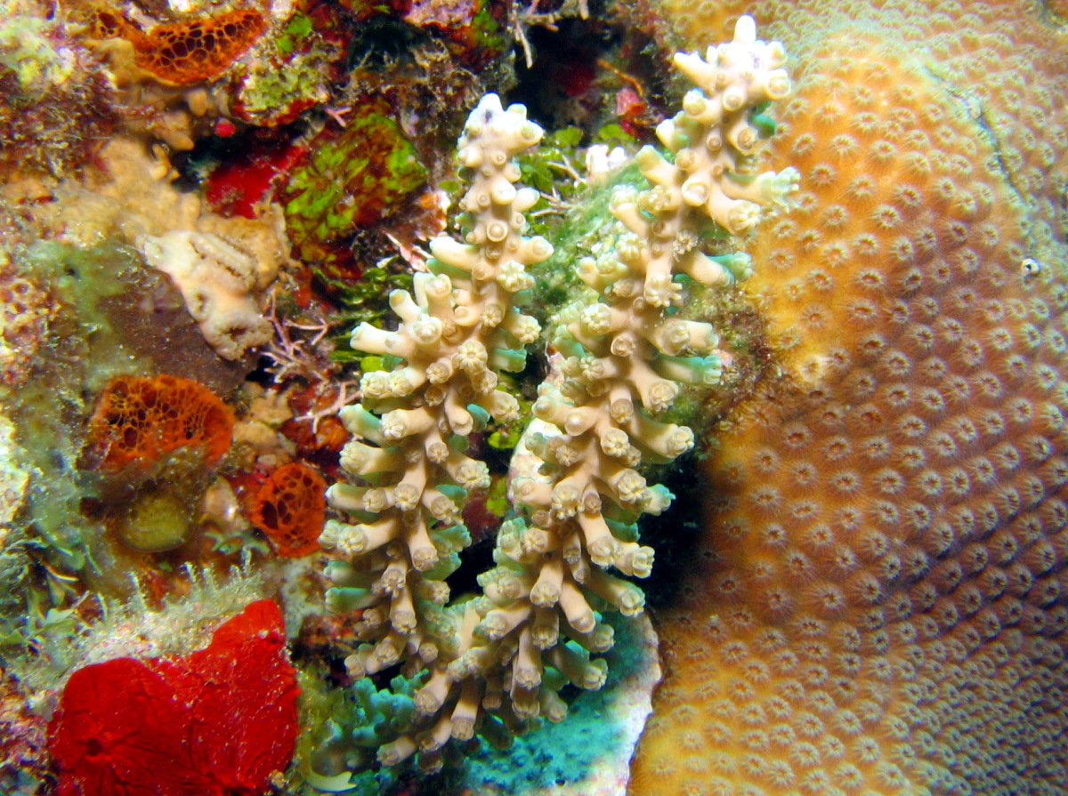 Swollen-Knob Candelabrum - Eunicea mammosa - Roatan, Honduras