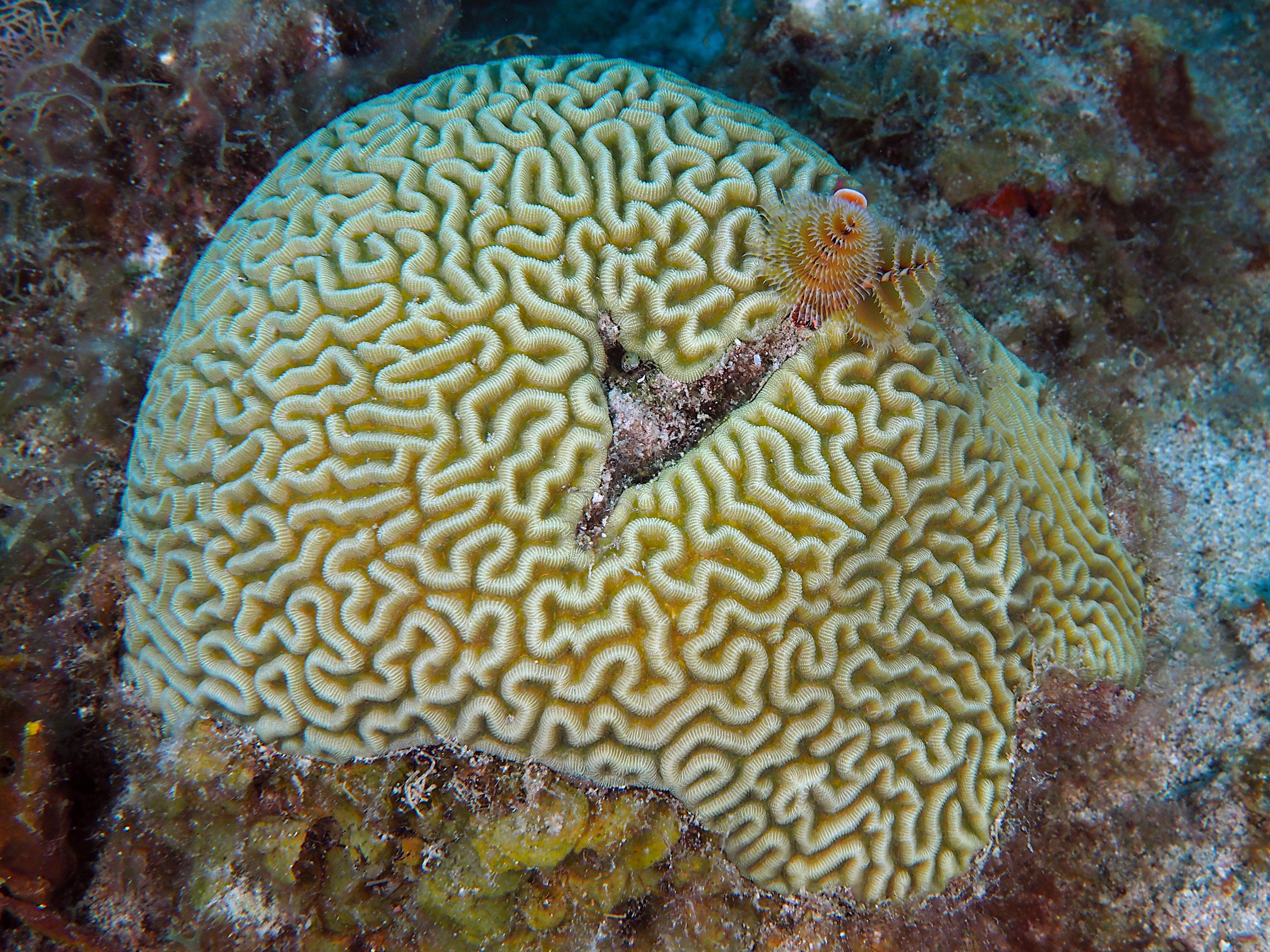 Symmetrical Brain Coral - Diploria strigosa