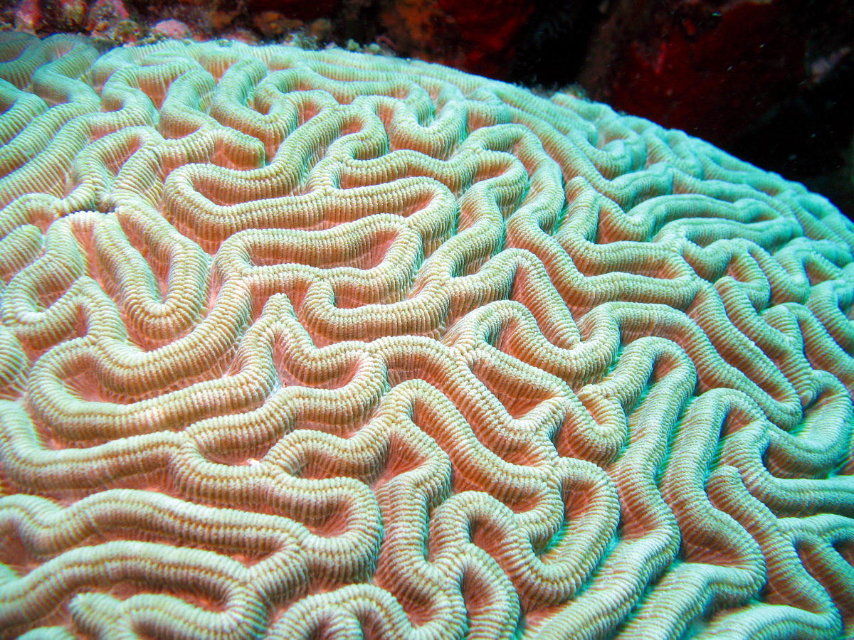 Symmetrical Brain Coral - Diploria strigosa