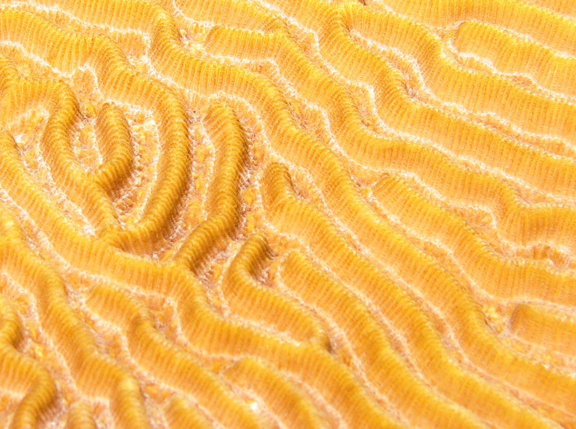 Symmetrical Brain Coral - Diploria strigosa