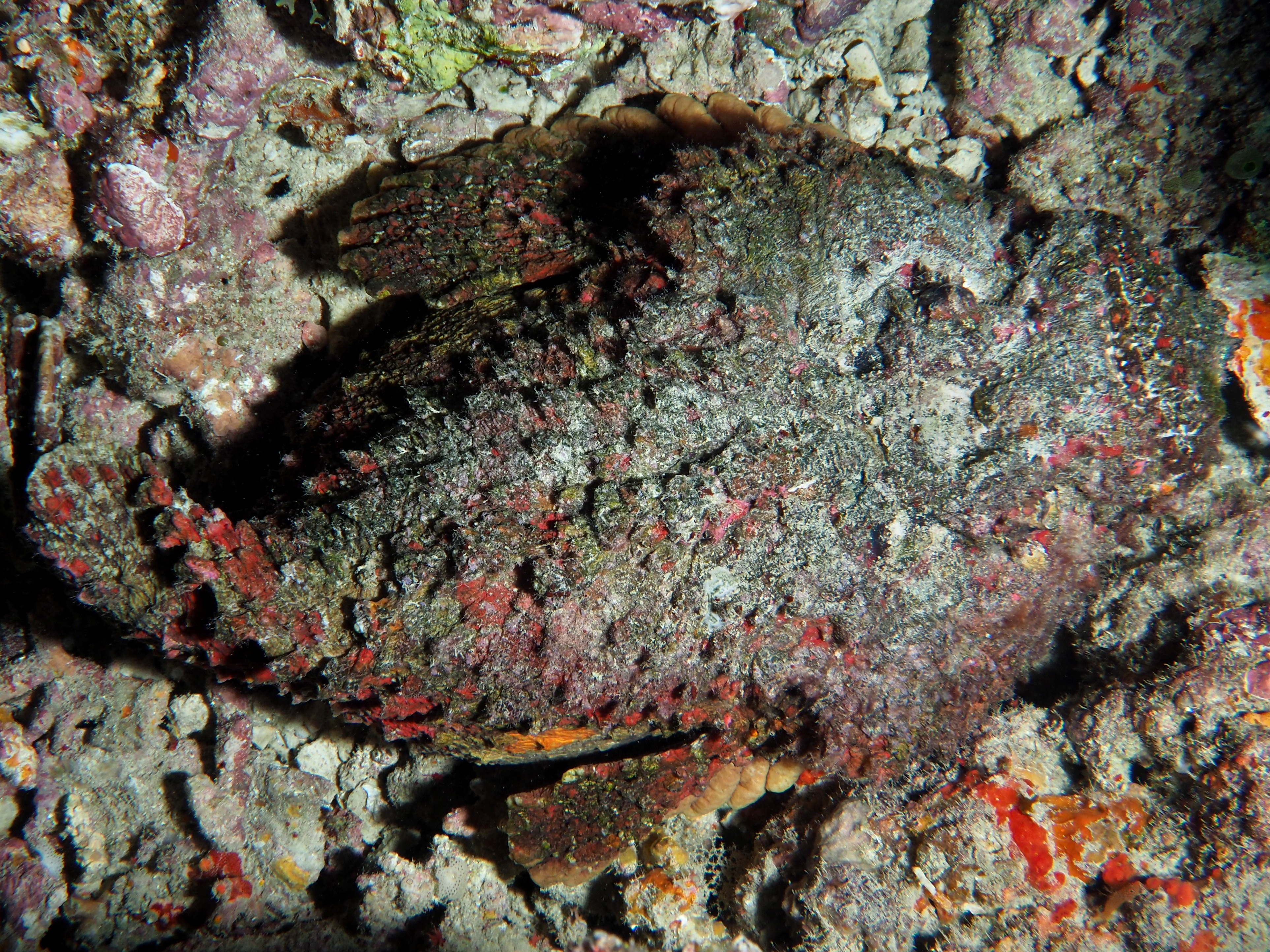 Reef Stonefish - Synanceia verrucosa