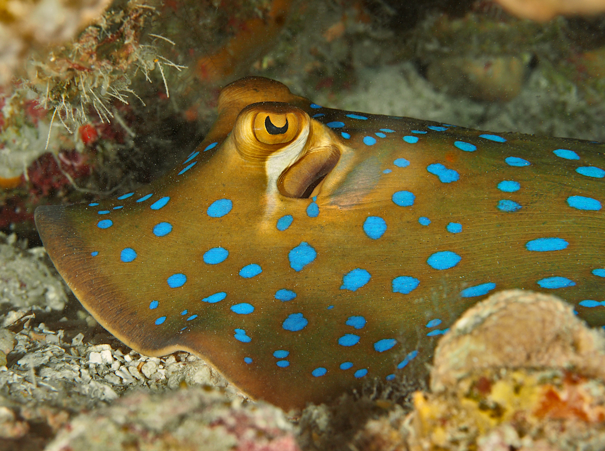 Bluespotted Ribbontail Ray - Taeniura lymma