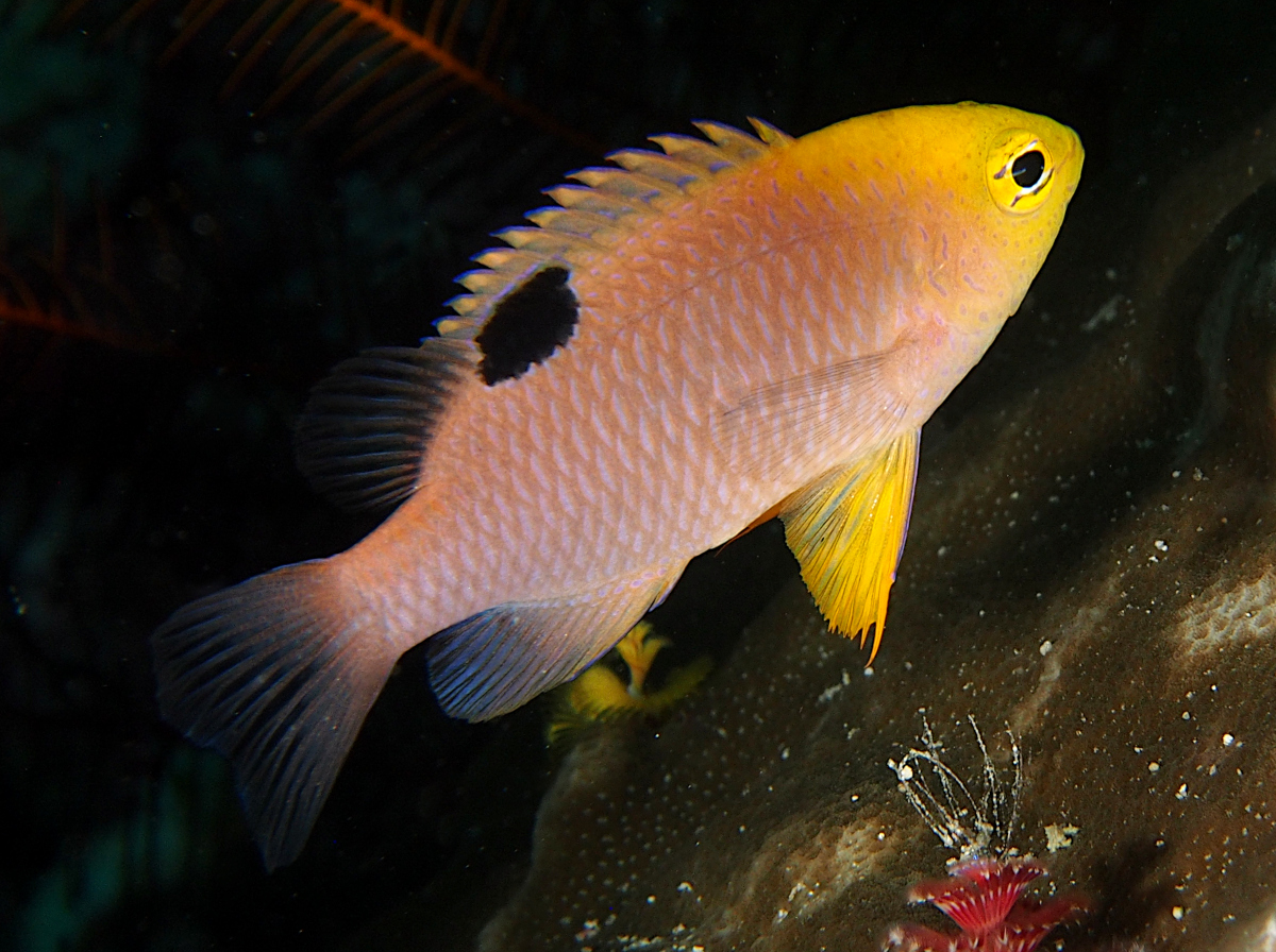 Talbot's Damselfish - Chrysiptera talboti