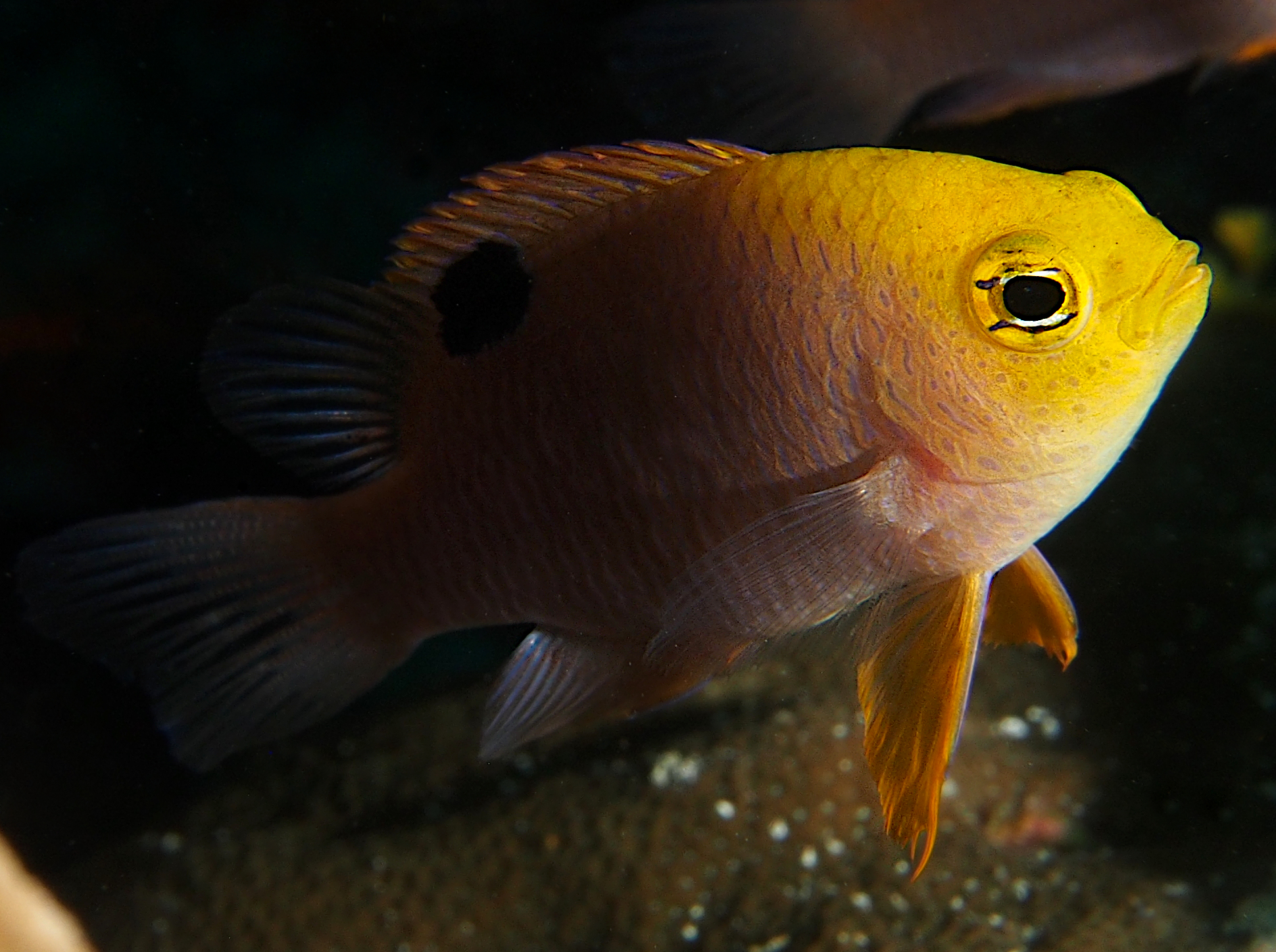 Talbot's Damselfish - Chrysiptera talboti