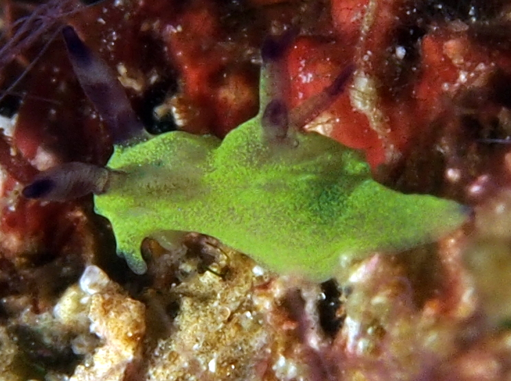 Tambja amakusana - Tambja amakusana - Anilao, Philippines