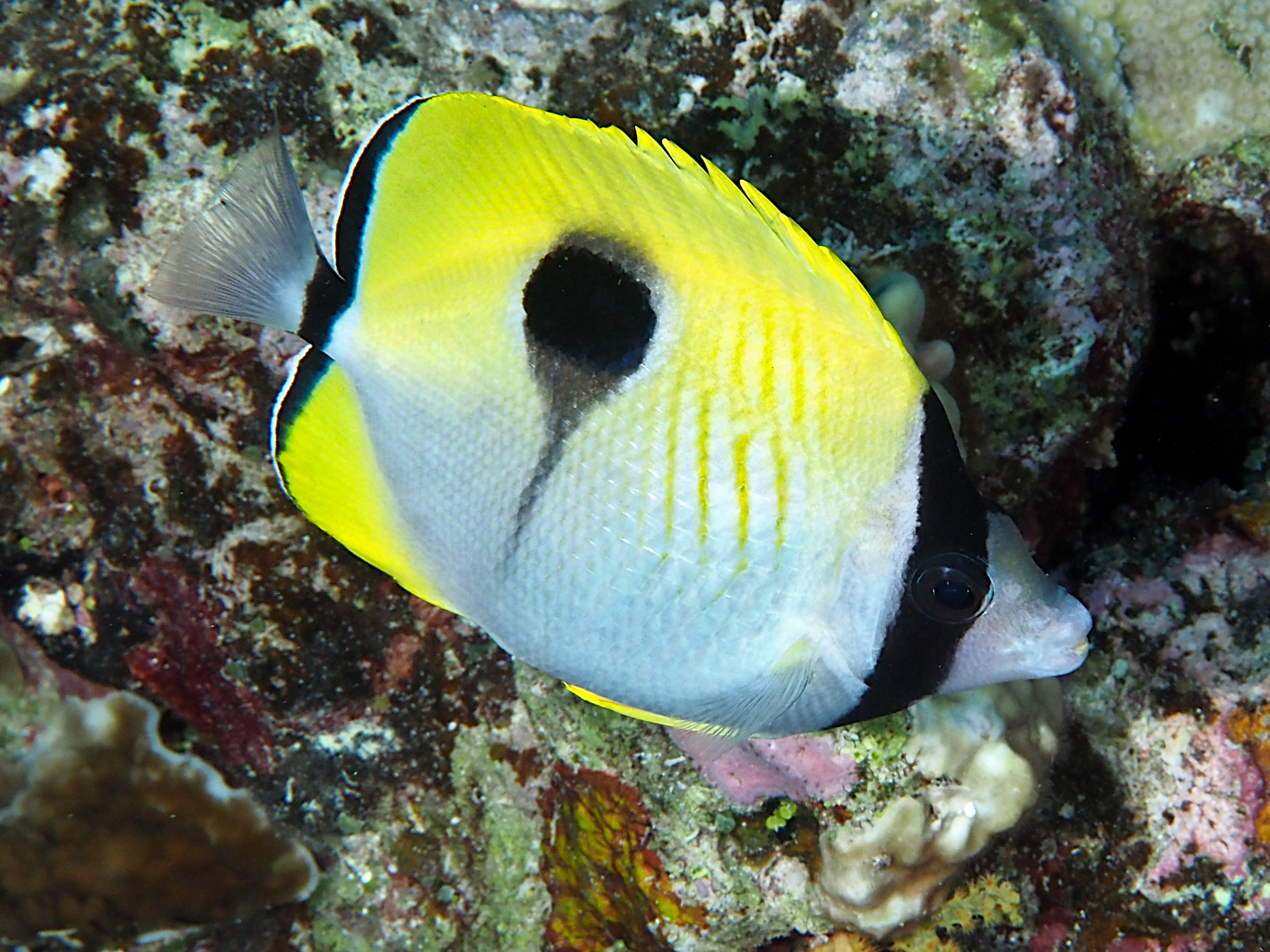 Teardrop Butterflyfish - Chaetodon unimaculatus