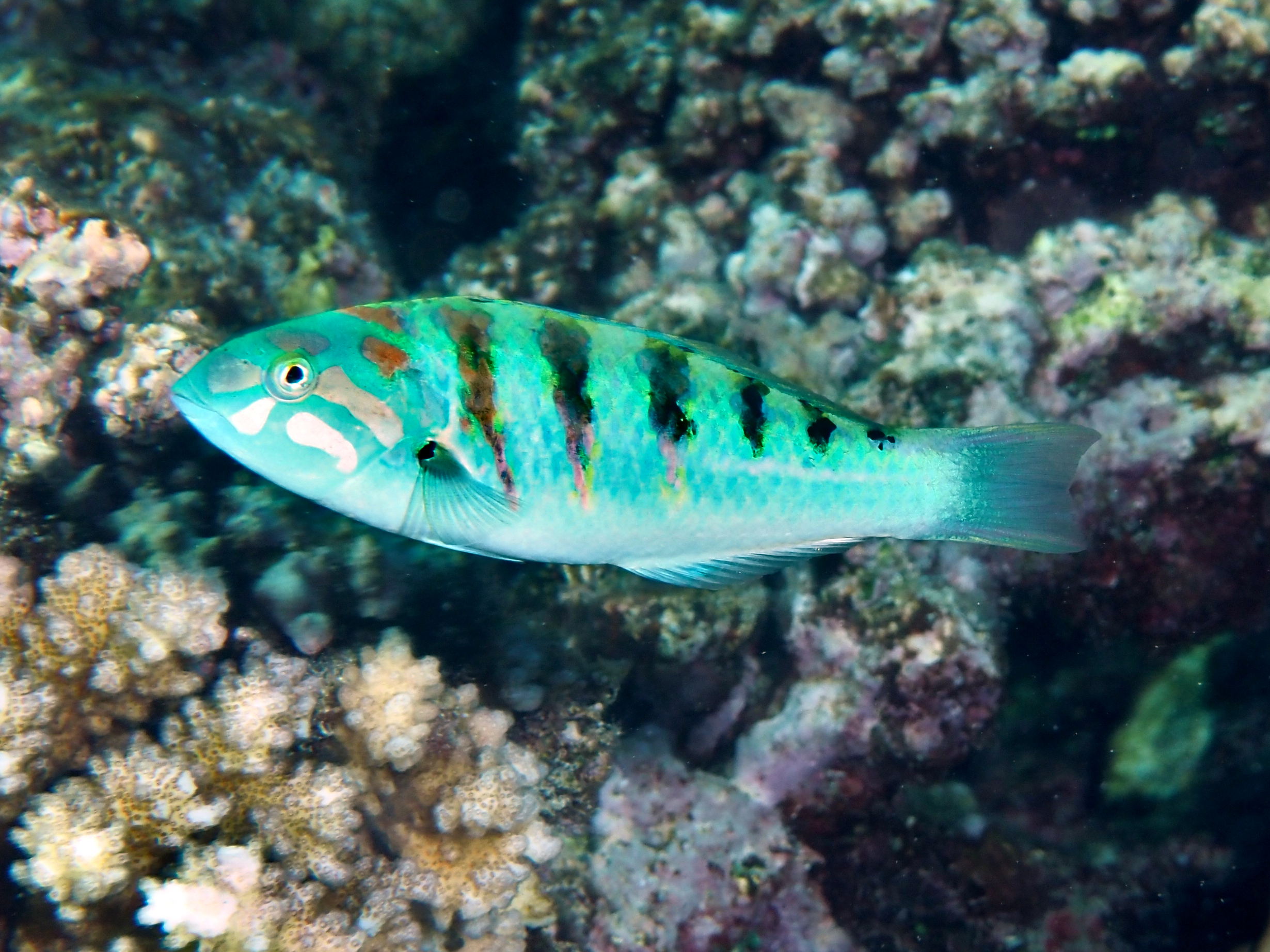 Sixbar Wrasse - Thalassoma hardwicke