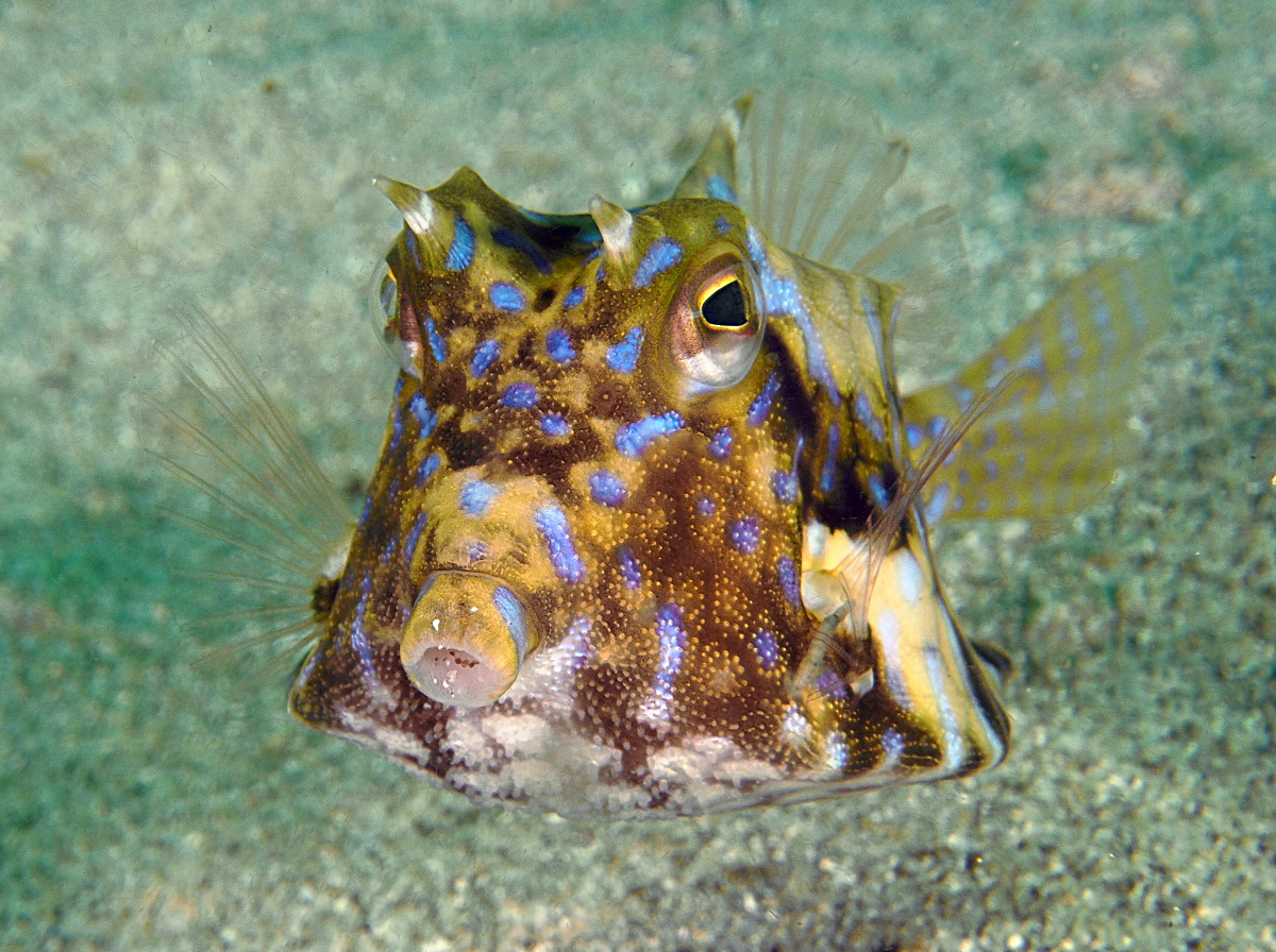 Thornback Cowfish - Lactoria fornasini