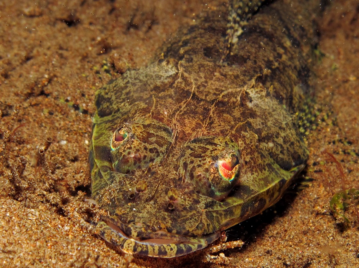 Thorny Flathead - Rogadius pristiger