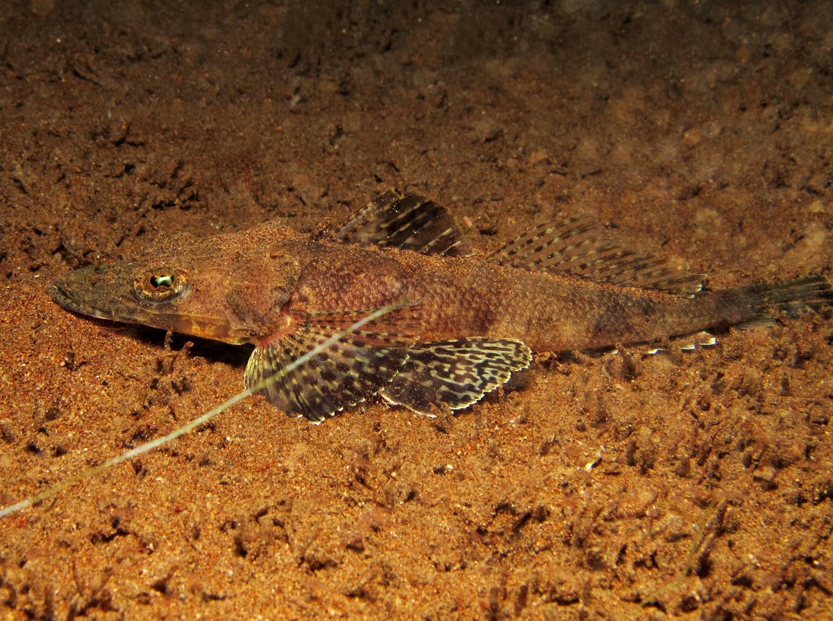 Thorny Flathead - Rogadius pristiger
