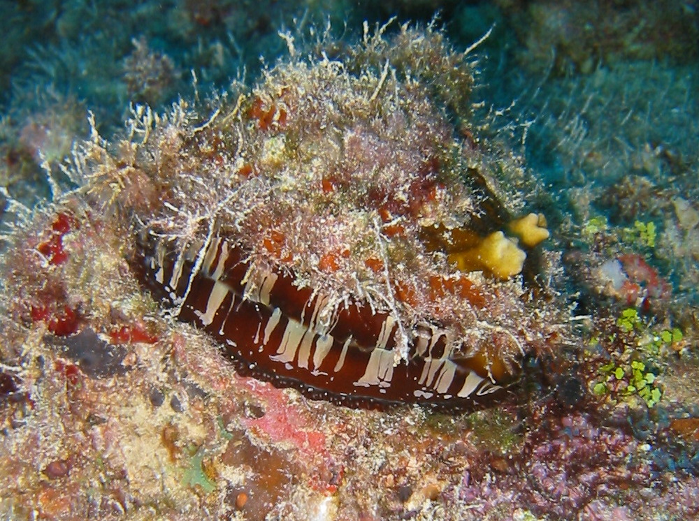 Atlantic Thorny-Oyster - Spondylus americanus