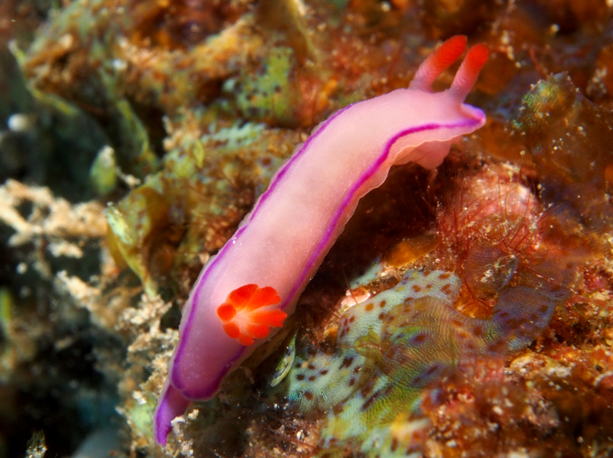 Kahuna Nudibranch - Thorunna kahuna