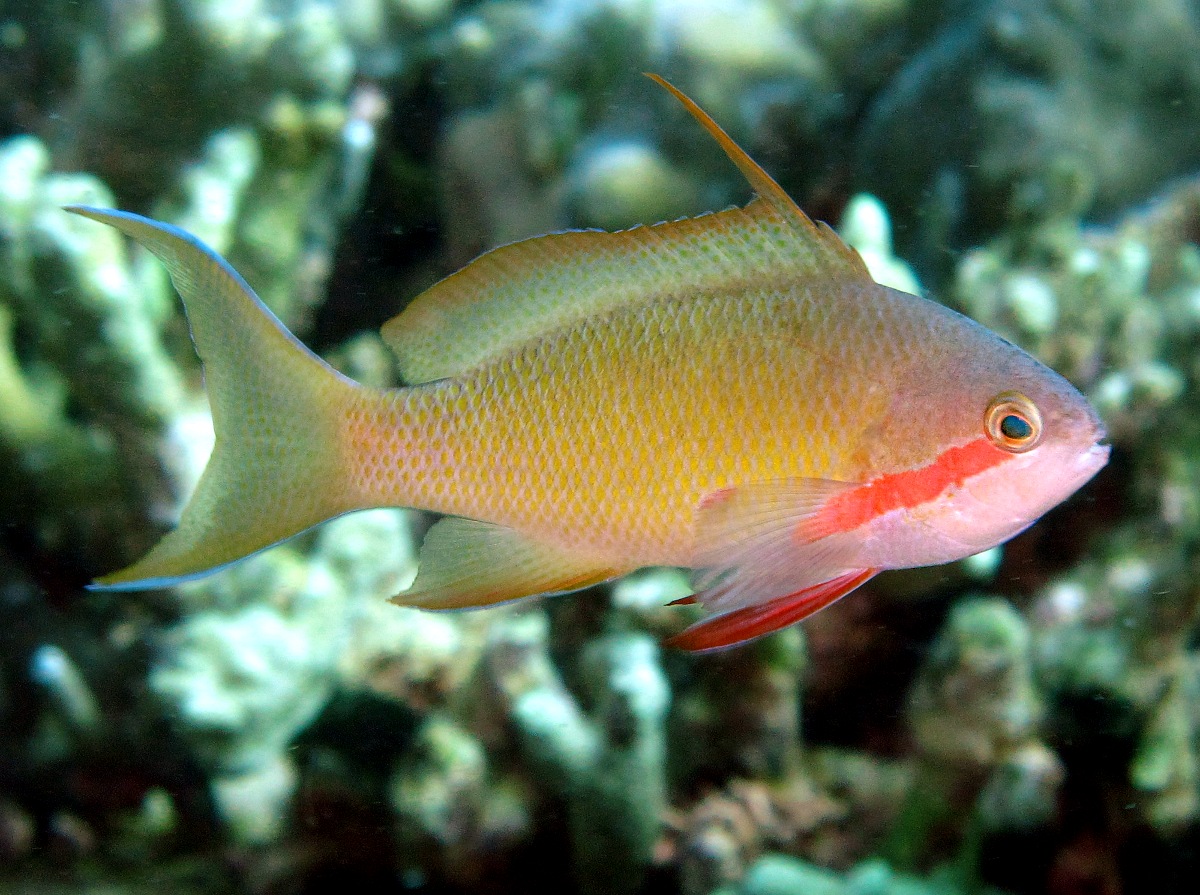 Threadfin Anthias - Pseudanthias huchtii