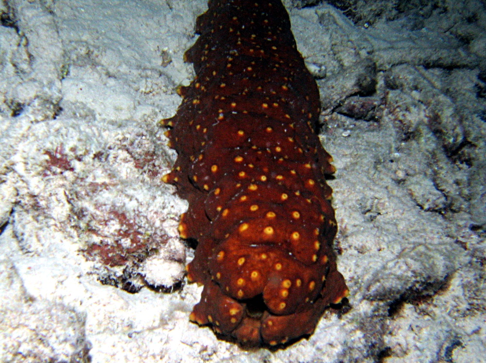 Three-Rowed Sea Cucumber - Isostichopus badionotus