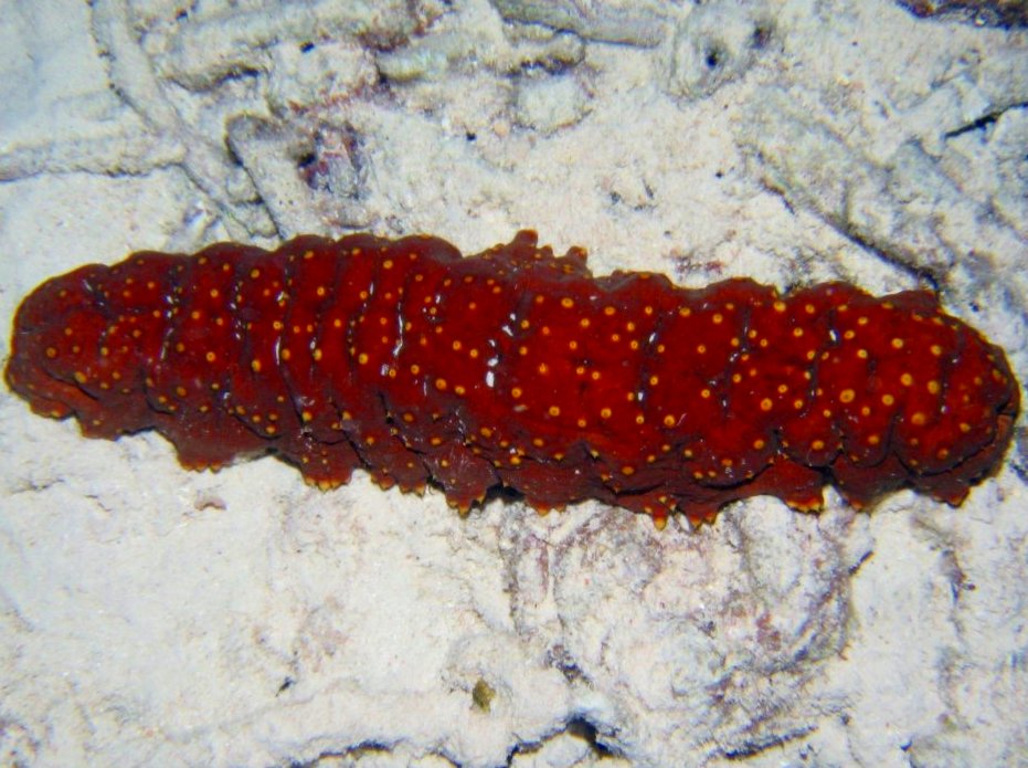 Three-Rowed Sea Cucumber - Isostichopus badionotus