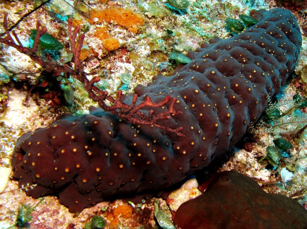 Three-Rowed Sea Cucumber - Isostichopus badionotus