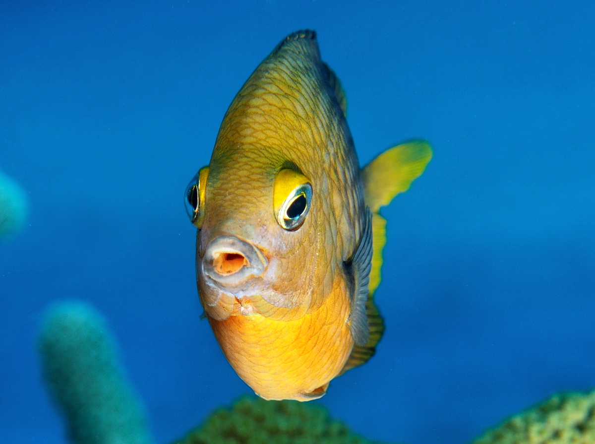 Threespot Damselfish - Stegastes planifrons