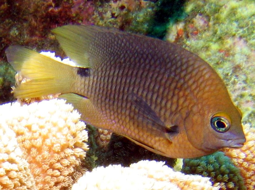 Threespot Damselfish - Stegastes planifrons