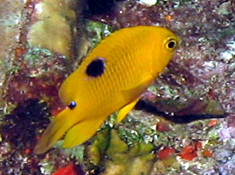 Threespot Damselfish - Stegastes planifrons