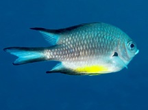 White-Belly Damselfish - Amblyglyphidodon leucogaster