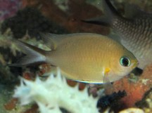 Ambon chromis - Chromis amboinensis
