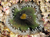 Beaded Anemone - Epicystis crucifer