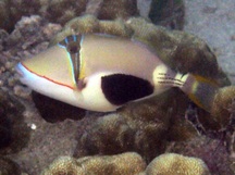 Blackpatch Triggerfish - Rhinecanthus verrucosus