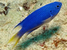 Blue Damselfish - Pomacentrus pavo