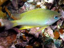 Bluespot Damselfish - Chrysiptera oxycephala