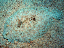 Flowery flounder - Bothus mancus