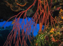 Bushy Sea Whip - Nicella schmitti