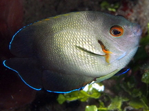 Pearl-Scaled Angelfish - Centropyge vrolikii
